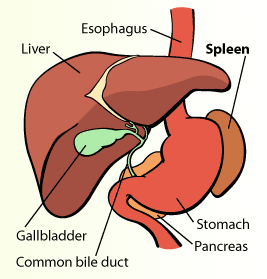 spleen